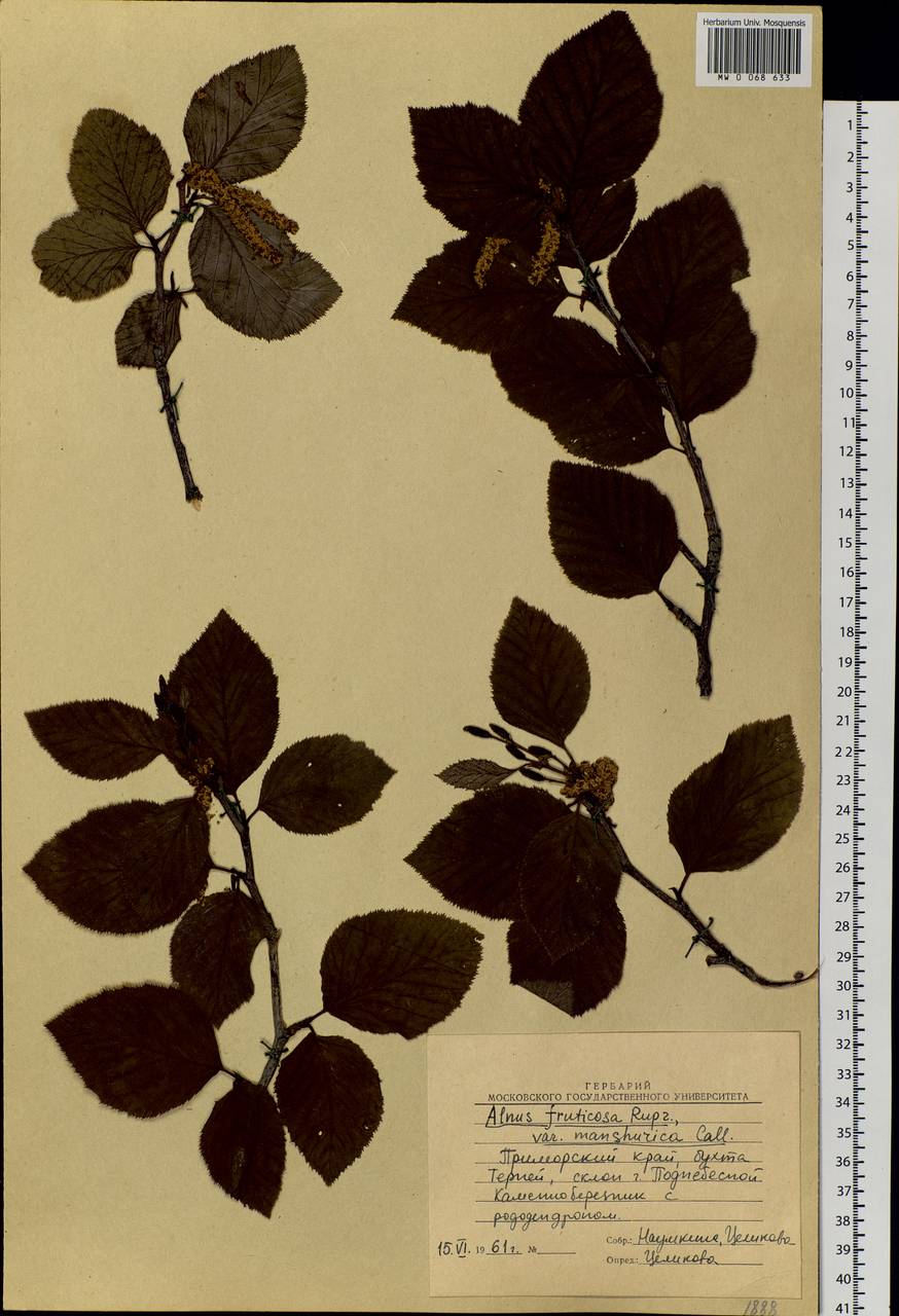 Alnus alnobetula subsp. fruticosa (Rupr.) Raus, Siberia, Russian Far East (S6) (Russia)