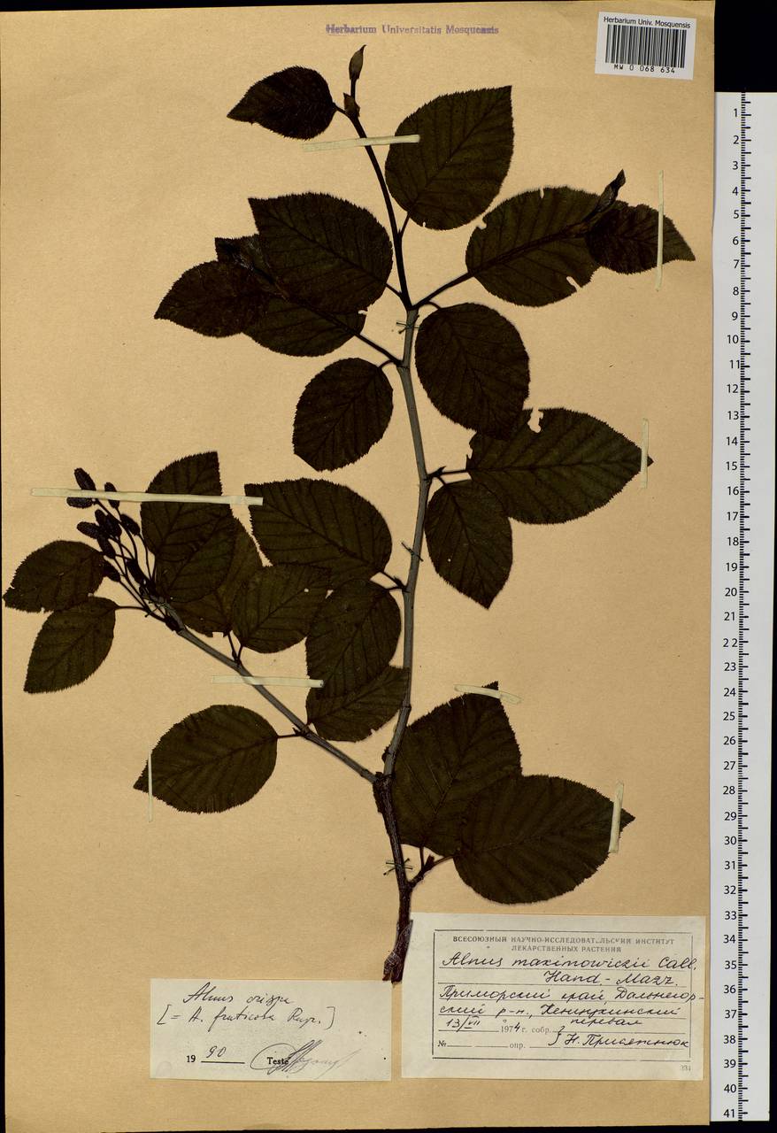 Alnus alnobetula subsp. fruticosa (Rupr.) Raus, Siberia, Russian Far East (S6) (Russia)