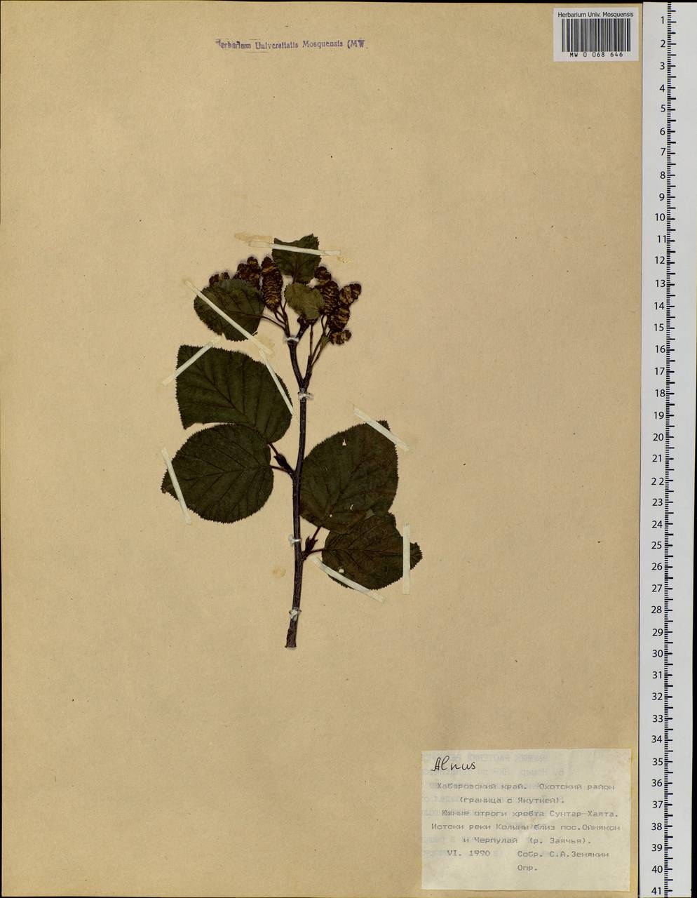 Alnus alnobetula subsp. fruticosa (Rupr.) Raus, Siberia, Russian Far East (S6) (Russia)