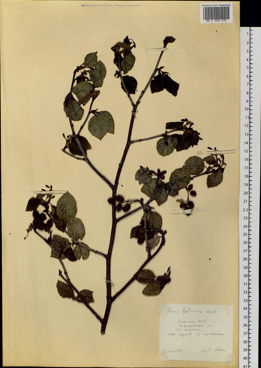 Alnus alnobetula subsp. fruticosa (Rupr.) Raus, Siberia, Yakutia (S5) (Russia)
