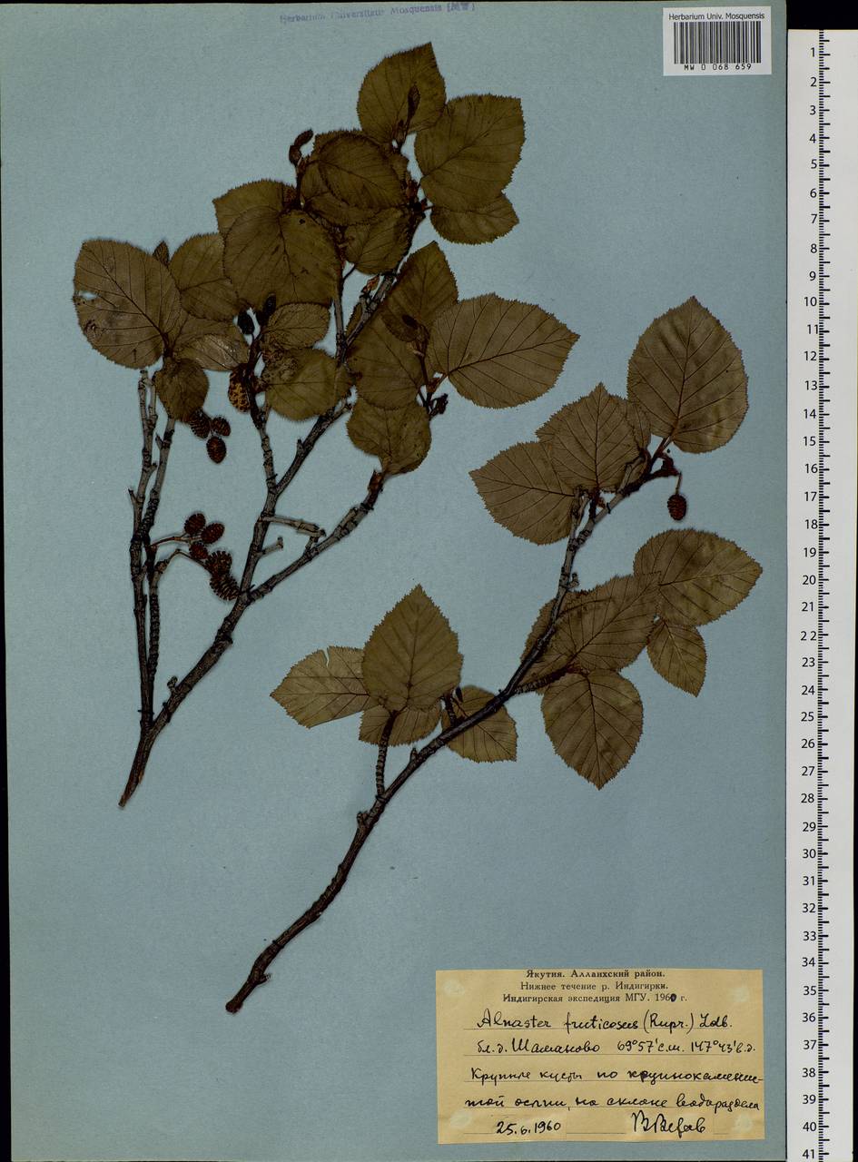 Alnus alnobetula subsp. fruticosa (Rupr.) Raus, Siberia, Yakutia (S5) (Russia)