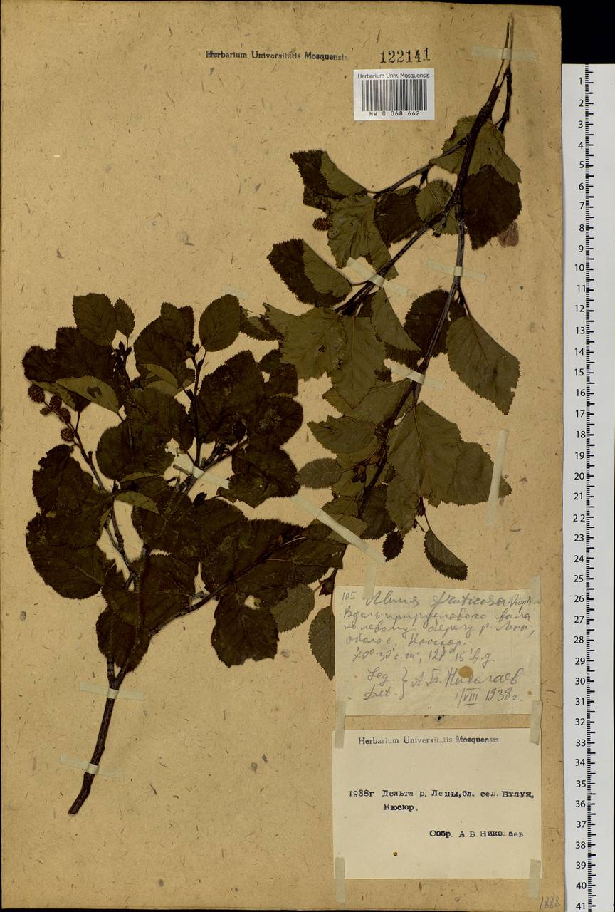Alnus alnobetula subsp. fruticosa (Rupr.) Raus, Siberia, Yakutia (S5) (Russia)