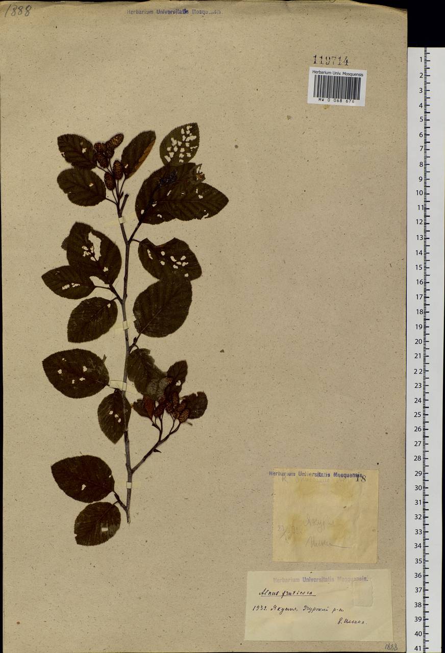 Alnus alnobetula subsp. fruticosa (Rupr.) Raus, Siberia, Yakutia (S5) (Russia)