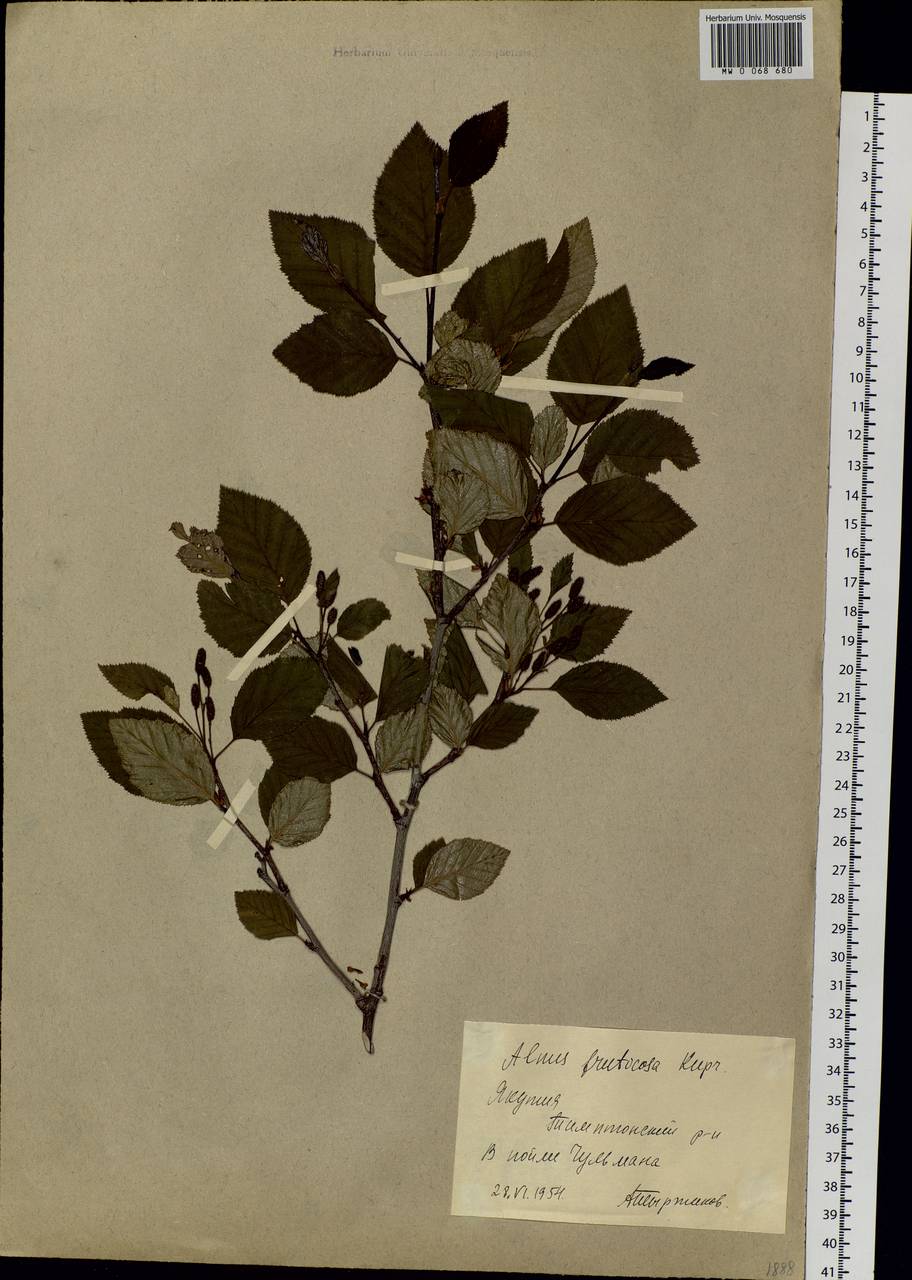 Alnus alnobetula subsp. fruticosa (Rupr.) Raus, Siberia, Yakutia (S5) (Russia)