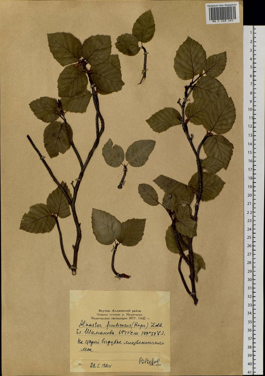 Alnus alnobetula subsp. fruticosa (Rupr.) Raus, Siberia, Yakutia (S5) (Russia)