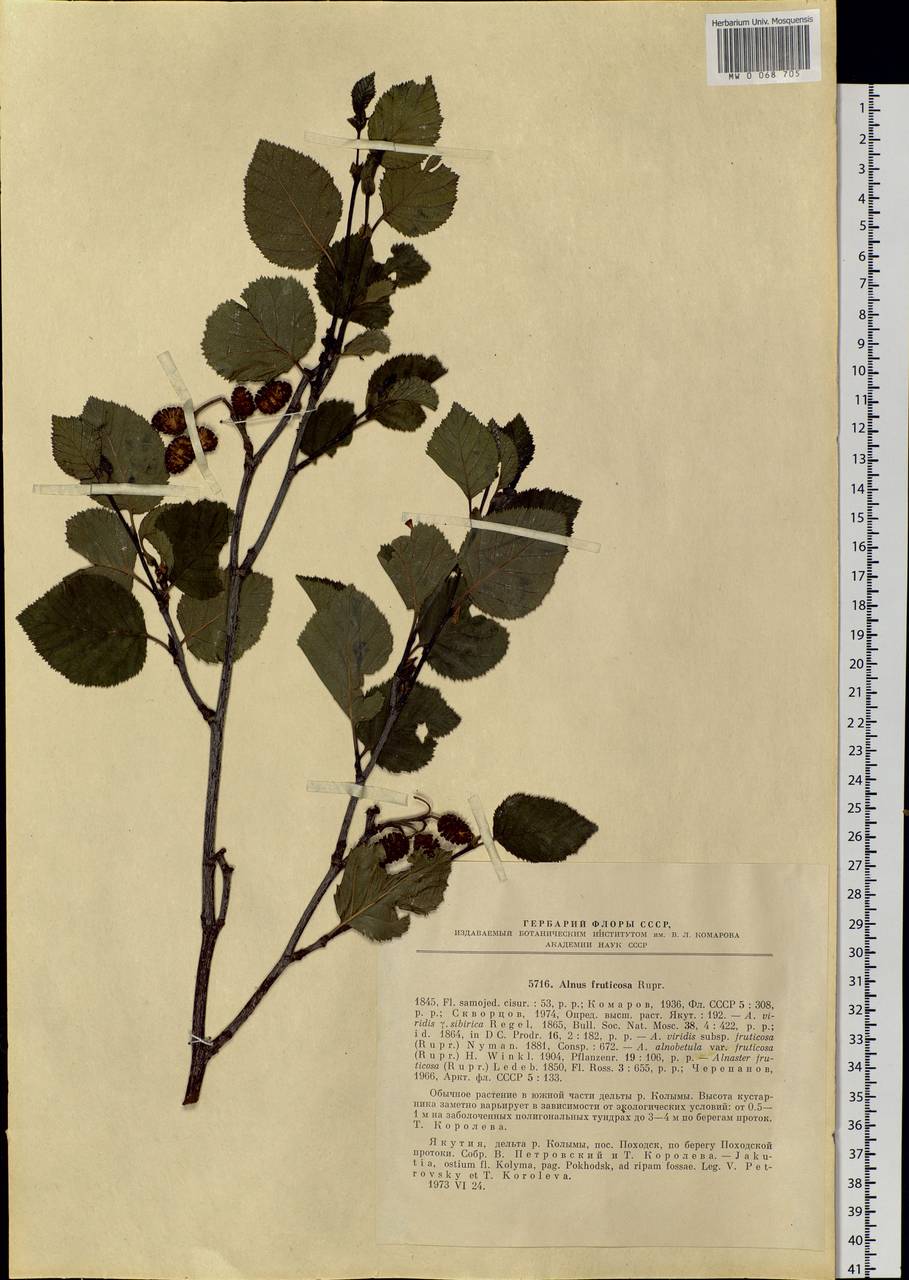 Alnus alnobetula subsp. fruticosa (Rupr.) Raus, Siberia, Yakutia (S5) (Russia)