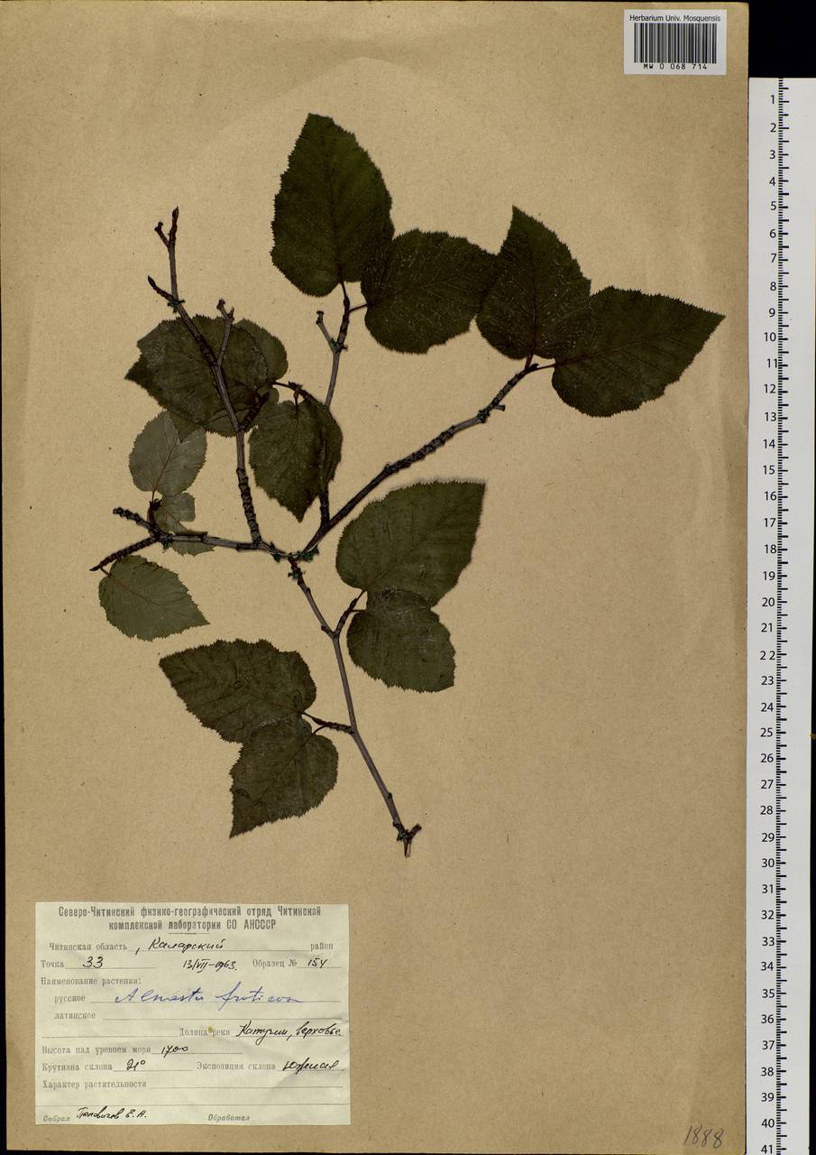 Alnus alnobetula subsp. fruticosa (Rupr.) Raus, Siberia, Baikal & Transbaikal region (S4) (Russia)