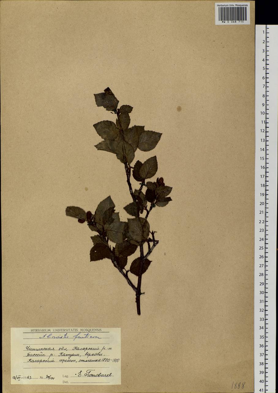 Alnus alnobetula subsp. fruticosa (Rupr.) Raus, Siberia, Baikal & Transbaikal region (S4) (Russia)