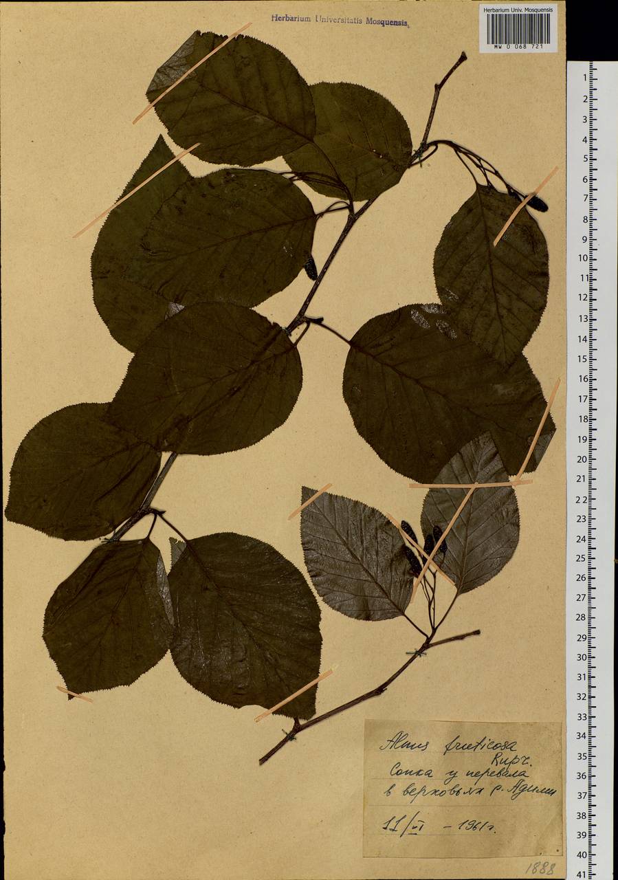 Alnus alnobetula subsp. fruticosa (Rupr.) Raus, Siberia, Russian Far East (S6) (Russia)