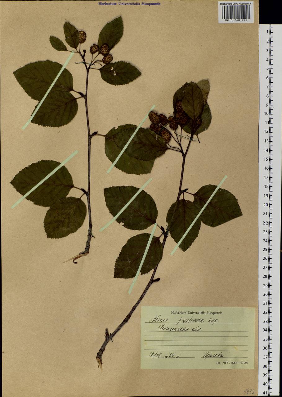 Alnus alnobetula subsp. fruticosa (Rupr.) Raus, Siberia, Baikal & Transbaikal region (S4) (Russia)