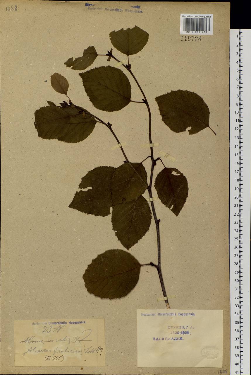 Alnus alnobetula subsp. fruticosa (Rupr.) Raus, Siberia, Baikal & Transbaikal region (S4) (Russia)
