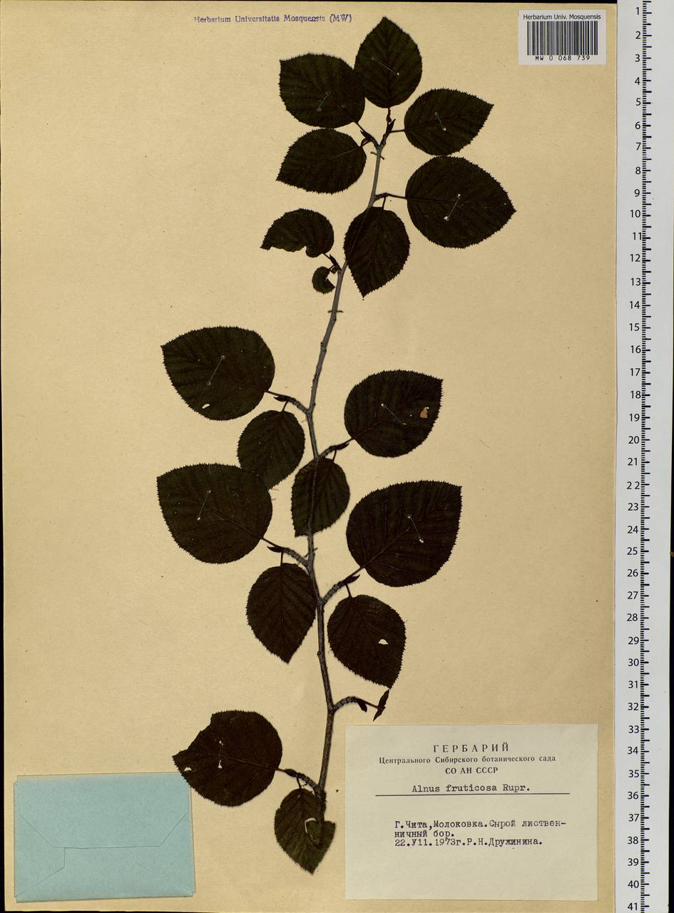 Alnus alnobetula subsp. fruticosa (Rupr.) Raus, Siberia, Baikal & Transbaikal region (S4) (Russia)