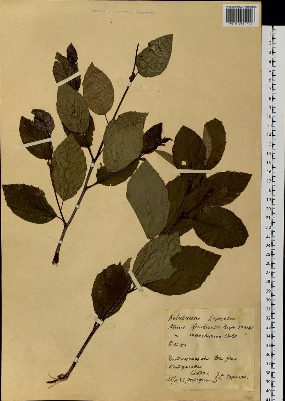 Alnus alnobetula subsp. fruticosa (Rupr.) Raus, Siberia, Baikal & Transbaikal region (S4) (Russia)