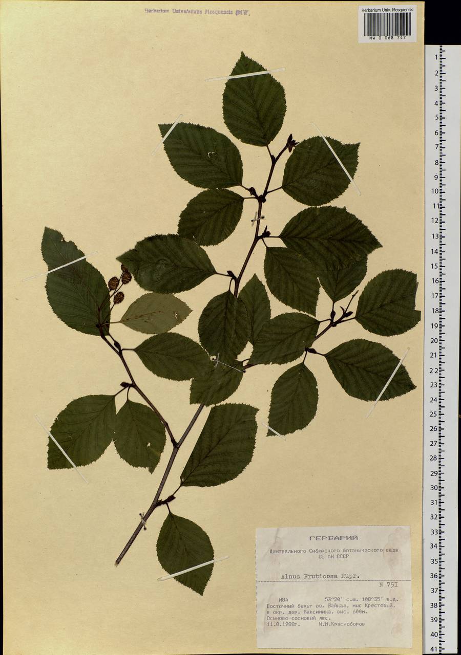 Alnus alnobetula subsp. fruticosa (Rupr.) Raus, Siberia, Baikal & Transbaikal region (S4) (Russia)