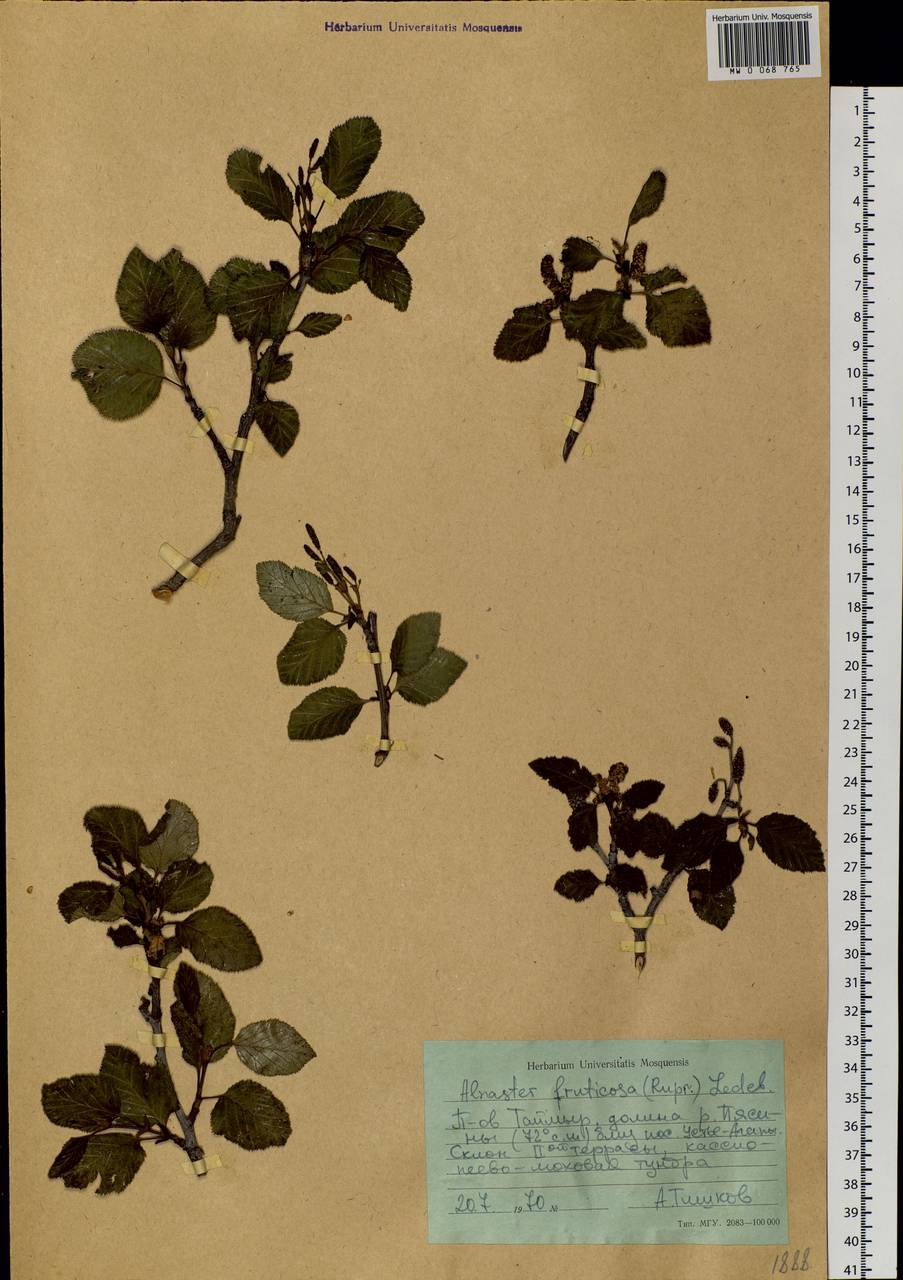 Alnus alnobetula subsp. fruticosa (Rupr.) Raus, Siberia, Central Siberia (S3) (Russia)