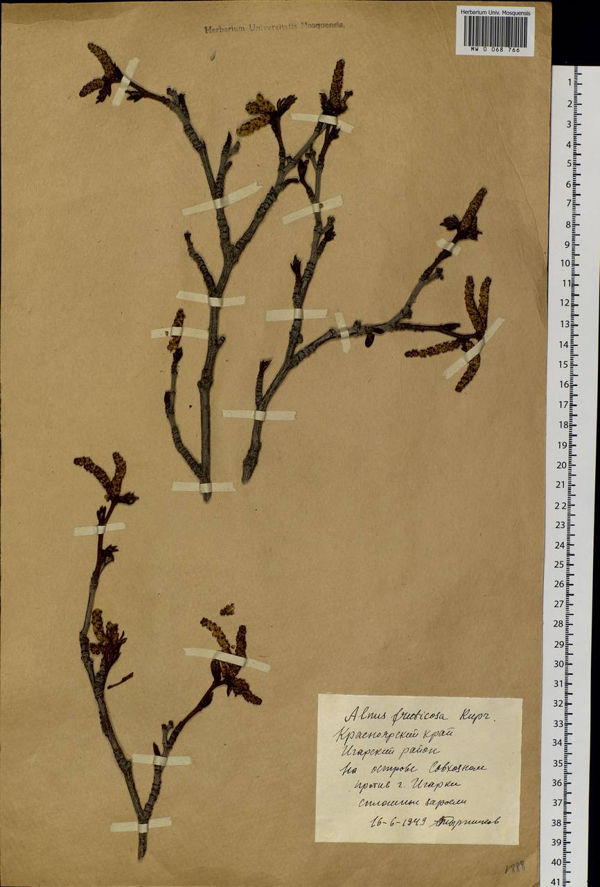 Alnus alnobetula subsp. fruticosa (Rupr.) Raus, Siberia, Central Siberia (S3) (Russia)