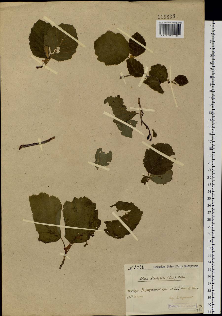 Alnus alnobetula subsp. fruticosa (Rupr.) Raus, Siberia, Central Siberia (S3) (Russia)