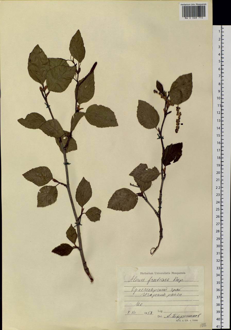 Alnus alnobetula subsp. fruticosa (Rupr.) Raus, Siberia, Central Siberia (S3) (Russia)