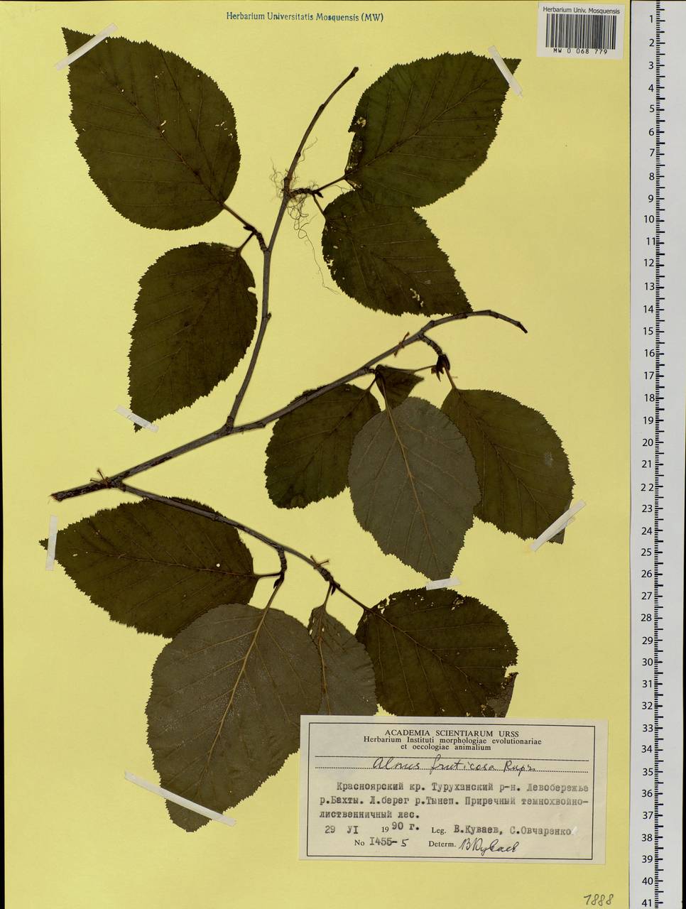 Alnus alnobetula subsp. fruticosa (Rupr.) Raus, Siberia, Central Siberia (S3) (Russia)