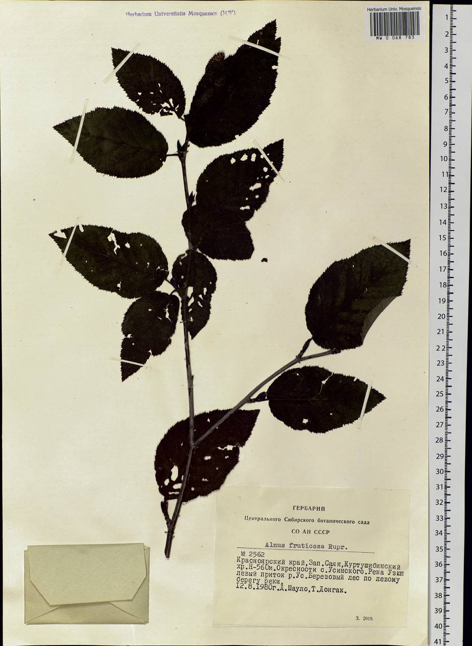 Alnus alnobetula subsp. fruticosa (Rupr.) Raus, Siberia, Altai & Sayany Mountains (S2) (Russia)