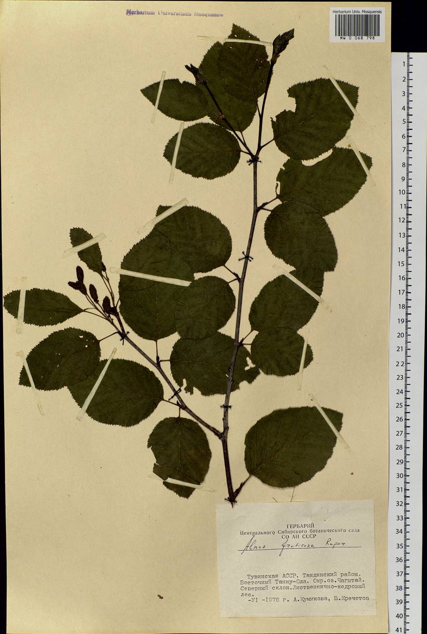 Alnus alnobetula subsp. fruticosa (Rupr.) Raus, Siberia, Altai & Sayany Mountains (S2) (Russia)
