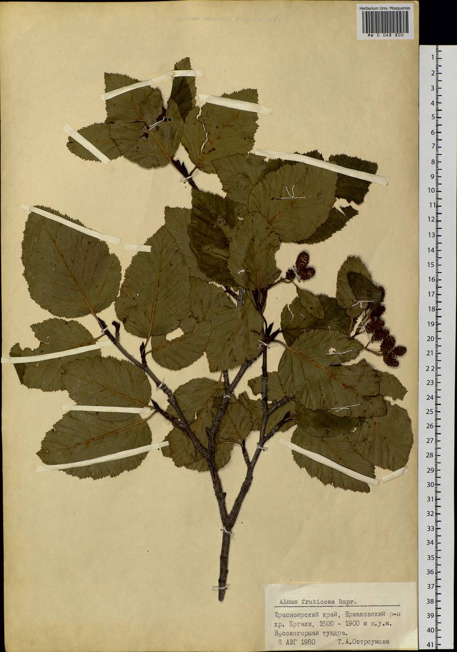Alnus alnobetula subsp. fruticosa (Rupr.) Raus, Siberia, Altai & Sayany Mountains (S2) (Russia)