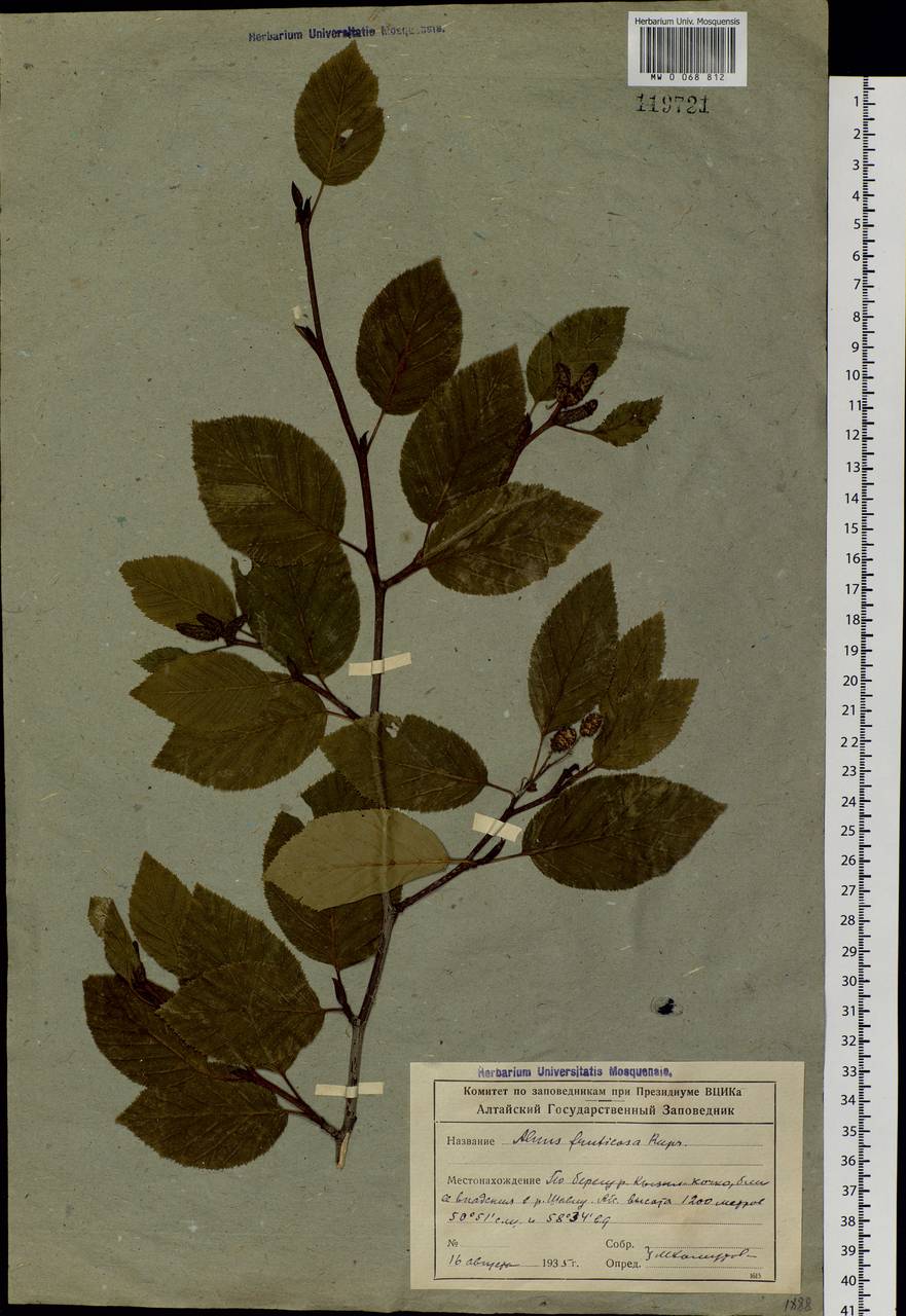 Alnus alnobetula subsp. fruticosa (Rupr.) Raus, Siberia, Altai & Sayany Mountains (S2) (Russia)