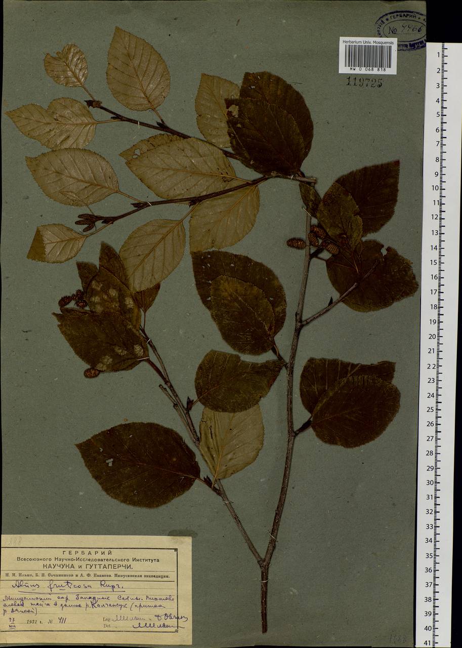 Alnus alnobetula subsp. fruticosa (Rupr.) Raus, Siberia, Altai & Sayany Mountains (S2) (Russia)
