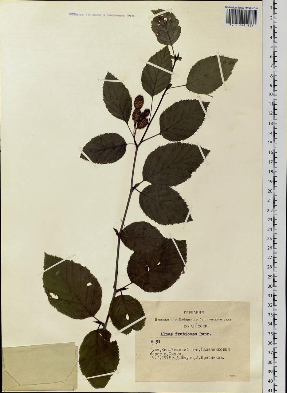 Alnus alnobetula subsp. fruticosa (Rupr.) Raus, Siberia, Altai & Sayany Mountains (S2) (Russia)