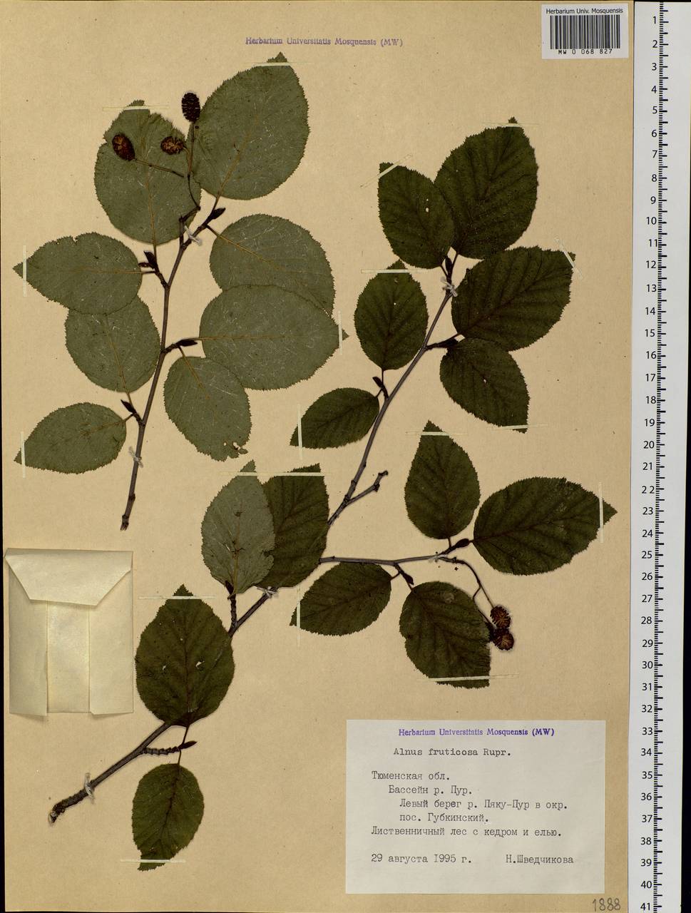 Alnus alnobetula subsp. fruticosa (Rupr.) Raus, Siberia, Western Siberia (S1) (Russia)