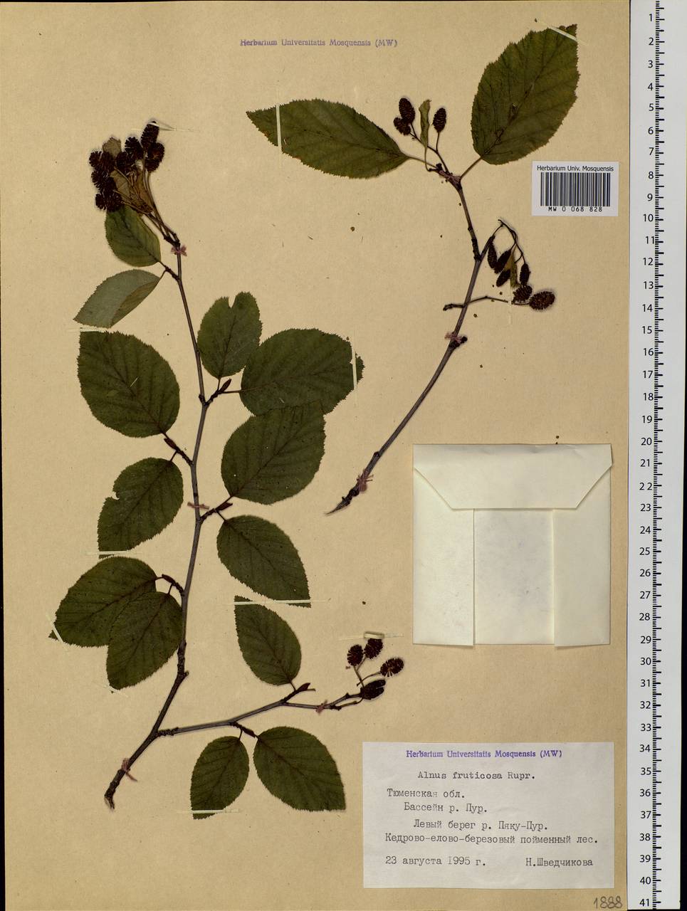 Alnus alnobetula subsp. fruticosa (Rupr.) Raus, Siberia, Western Siberia (S1) (Russia)
