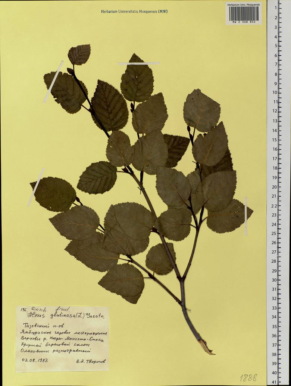 Alnus alnobetula subsp. fruticosa (Rupr.) Raus, Siberia, Western Siberia (S1) (Russia)