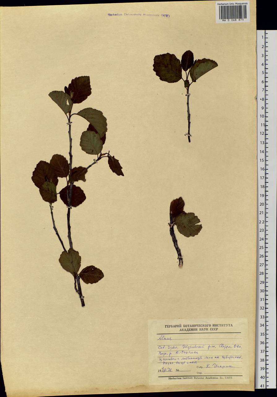 Alnus, Eastern Europe, Eastern region (E10) (Russia)