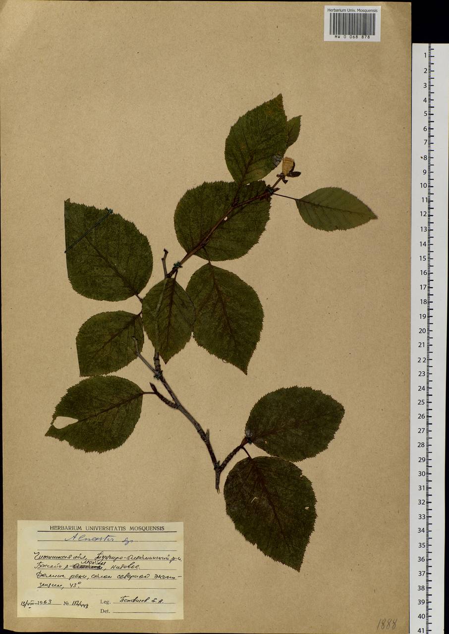 Alnus, Siberia, Baikal & Transbaikal region (S4) (Russia)