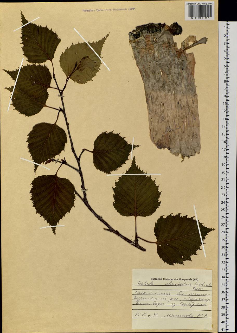 Betula grossa Siebold & Zucc., Siberia, Russian Far East (S6) (Russia)