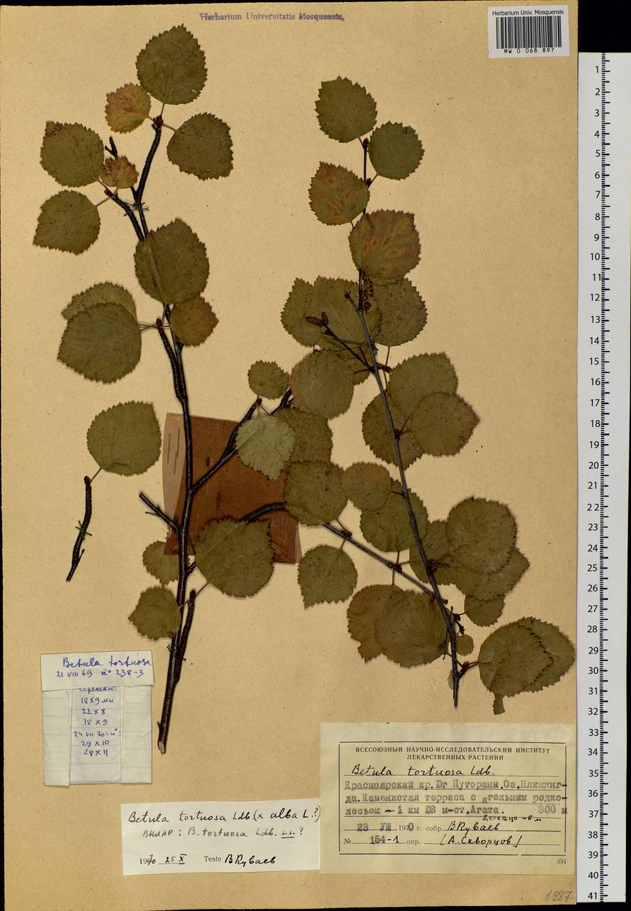 Betula pubescens var. pumila (Zanoni ex Murray) Govaerts, Siberia, Central Siberia (S3) (Russia)