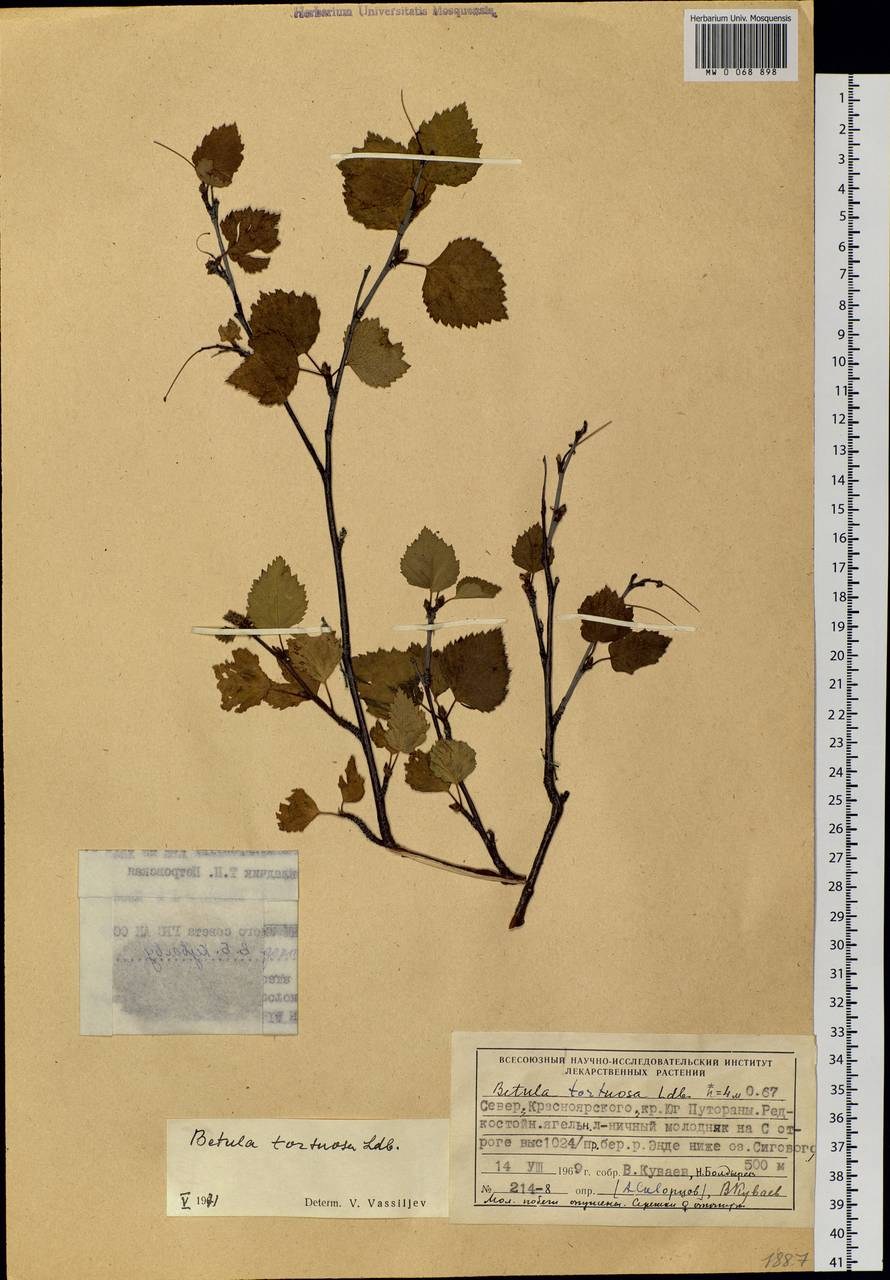 Betula pubescens var. pumila (L.) Govaerts, Siberia, Central Siberia (S3) (Russia)