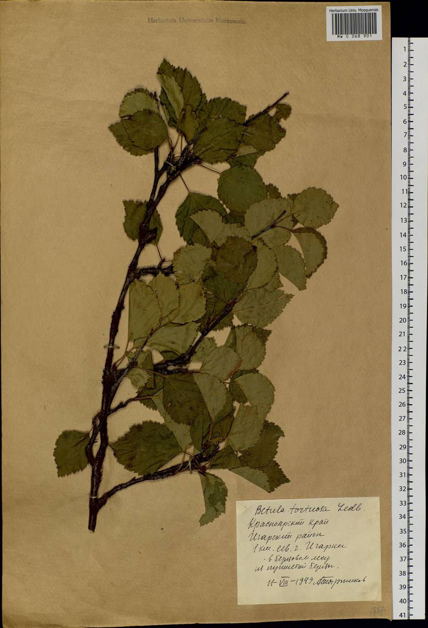 Betula pubescens var. pumila (L.) Govaerts, Siberia, Central Siberia (S3) (Russia)