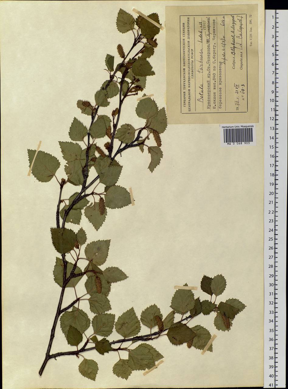 Betula pubescens var. pumila (L.) Govaerts, Siberia, Central Siberia (S3) (Russia)