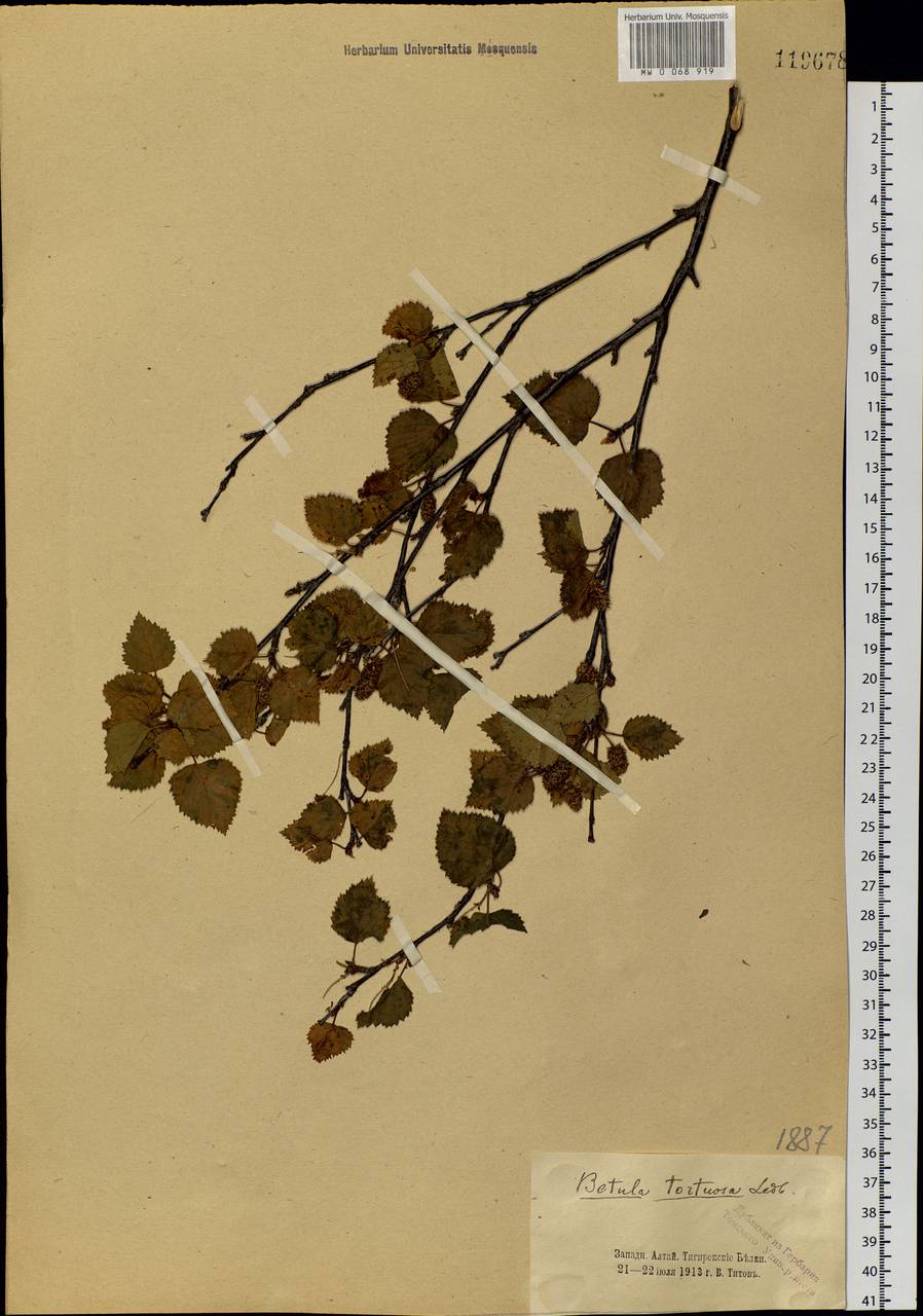 Betula pubescens var. pumila (Zanoni ex Murray) Govaerts, Siberia, Altai & Sayany Mountains (S2) (Russia)