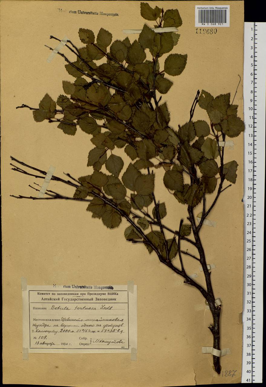 Betula pubescens var. pumila (L.) Govaerts, Siberia, Altai & Sayany Mountains (S2) (Russia)