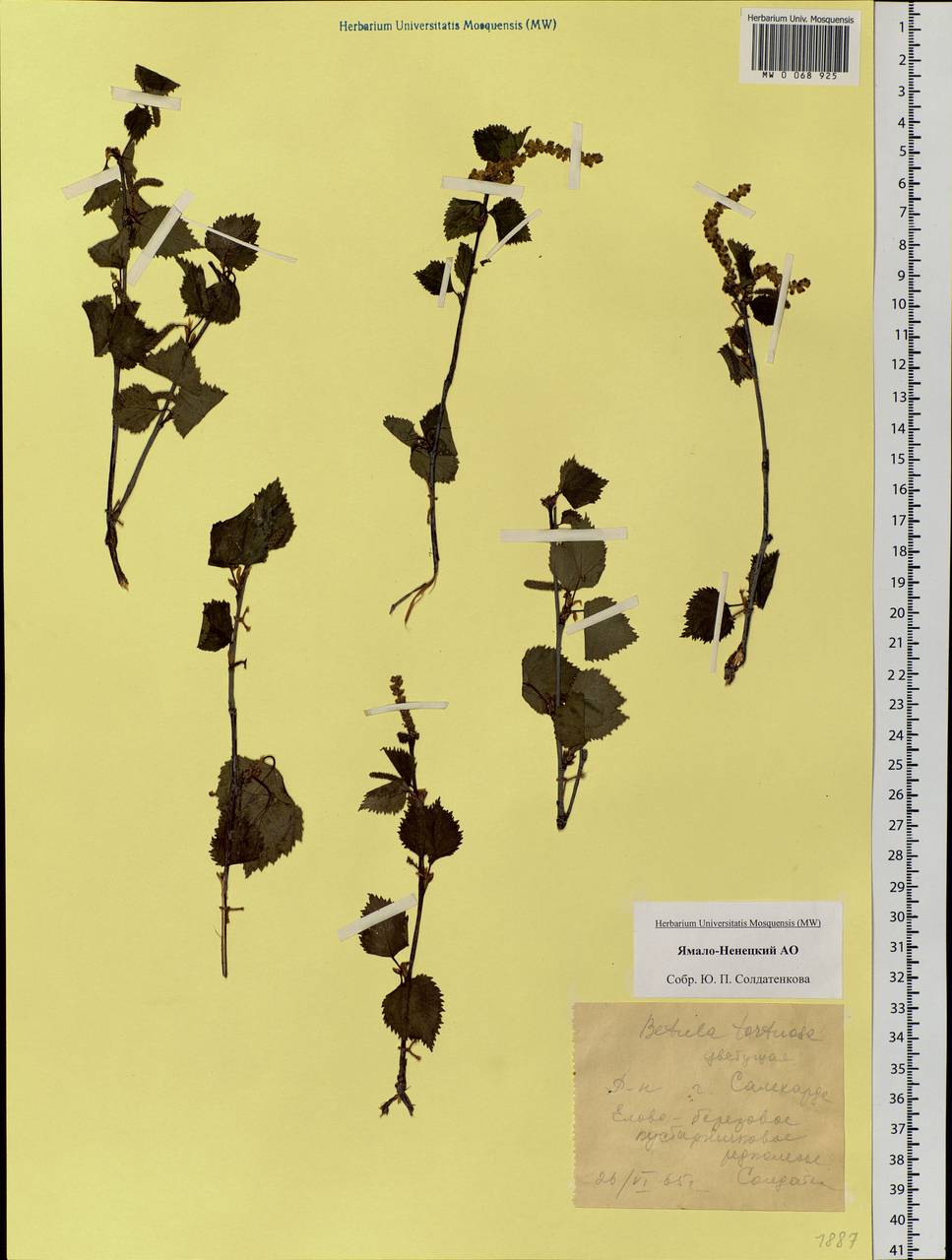 Betula pubescens var. pumila (Zanoni ex Murray) Govaerts, Siberia, Western Siberia (S1) (Russia)
