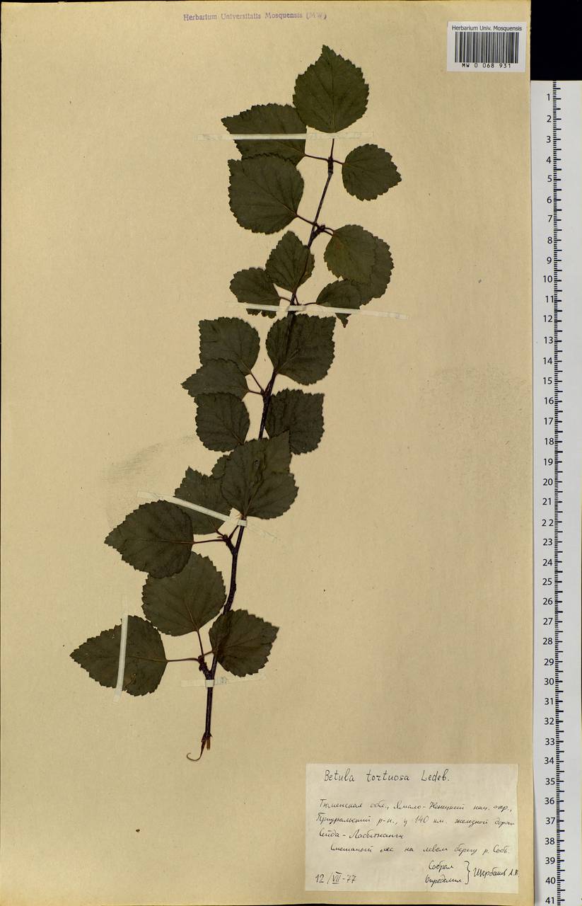 Betula pubescens var. pumila (L.) Govaerts, Siberia, Western Siberia (S1) (Russia)