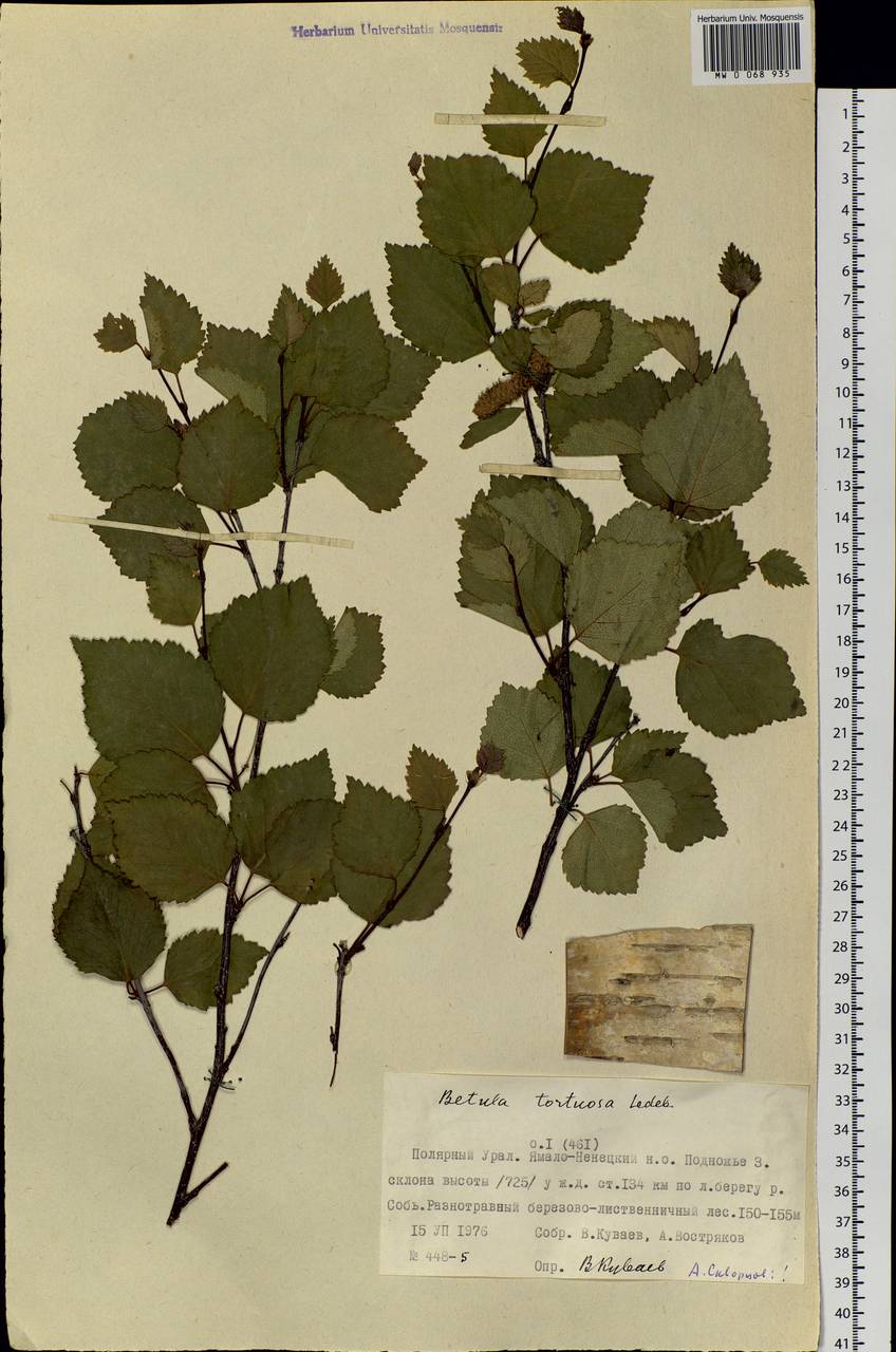 Betula pubescens var. pumila (Zanoni ex Murray) Govaerts, Siberia, Western Siberia (S1) (Russia)