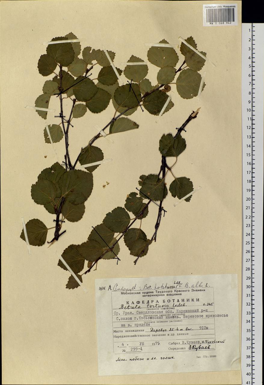 Betula pubescens var. pumila (L.) Govaerts, Eastern Europe, Eastern region (E10) (Russia)
