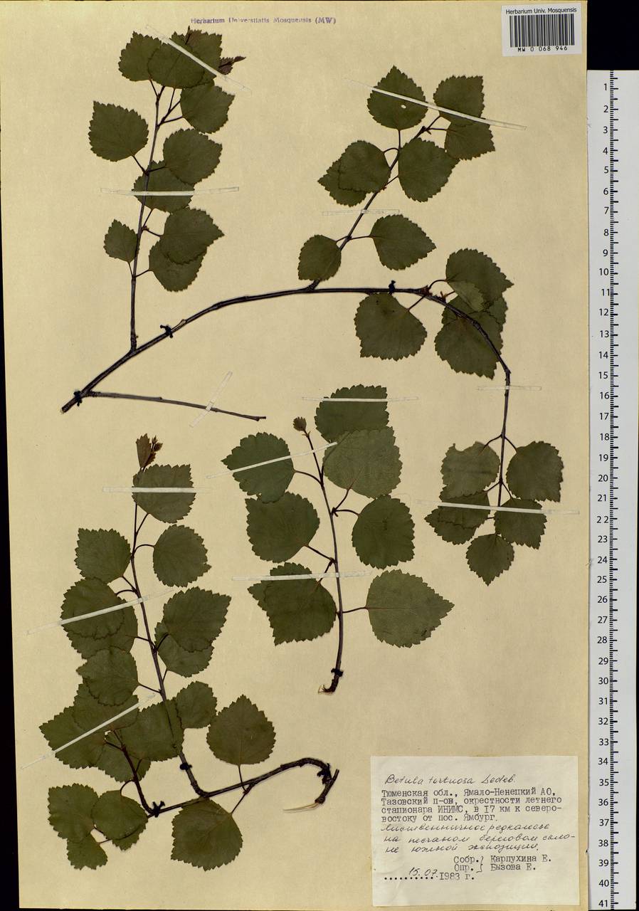 Betula pubescens var. pumila (L.) Govaerts, Siberia, Western Siberia (S1) (Russia)