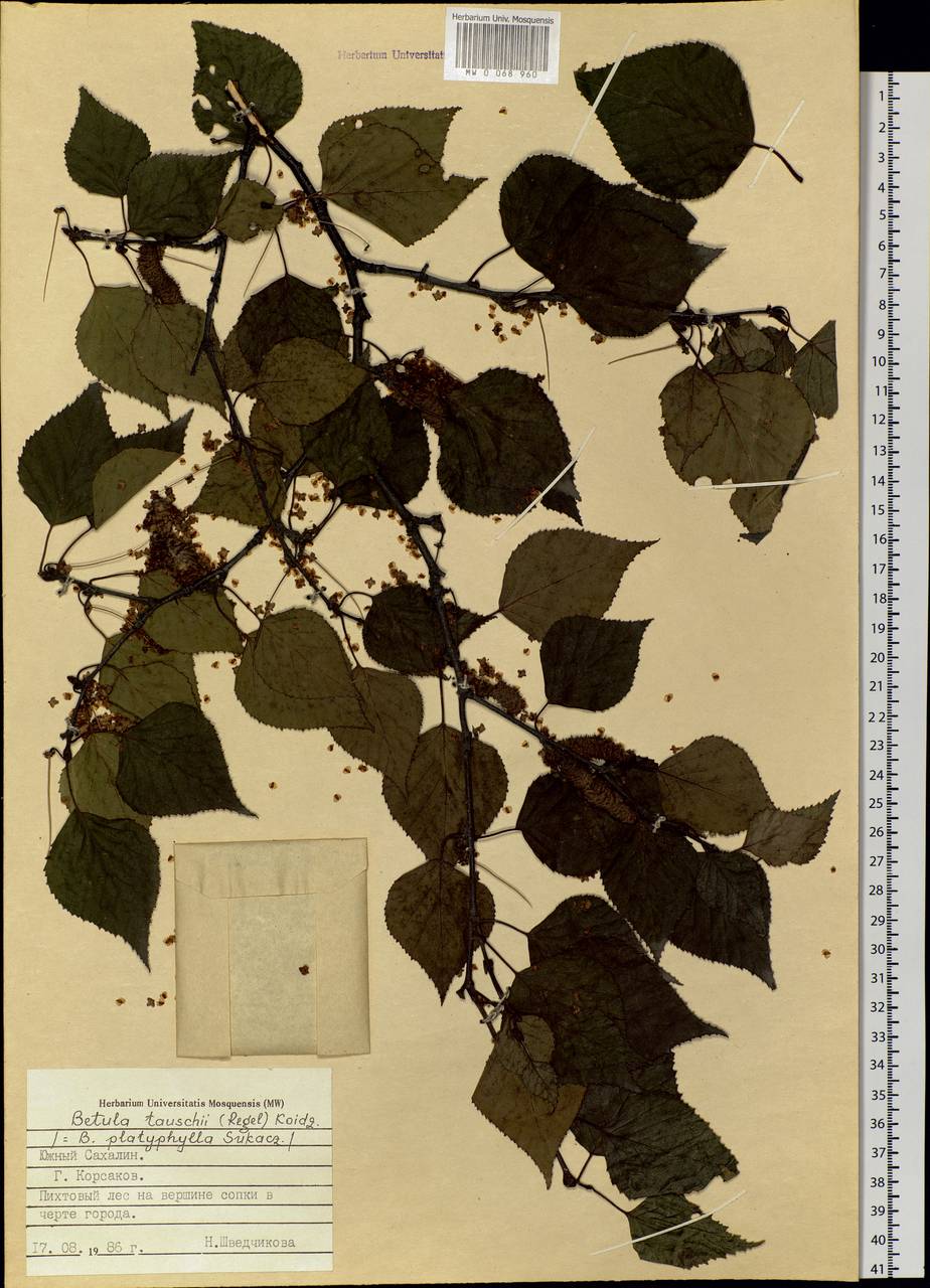 Betula pendula subsp. mandshurica (Regel) Ashburner & McAll., Siberia, Russian Far East (S6) (Russia)