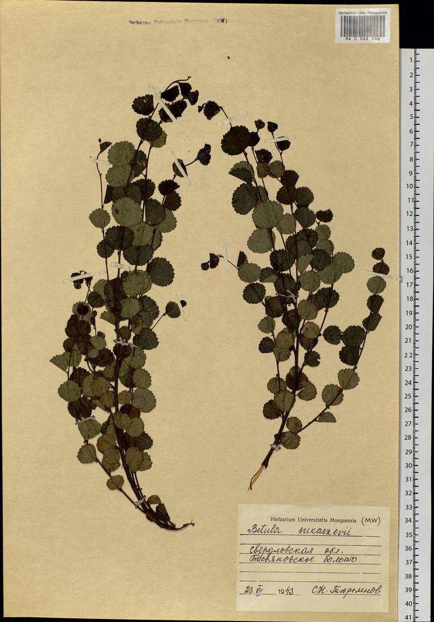 Betula × intermedia var. sukatschewii (Soczava) Govaerts, Eastern Europe, Eastern region (E10) (Russia)