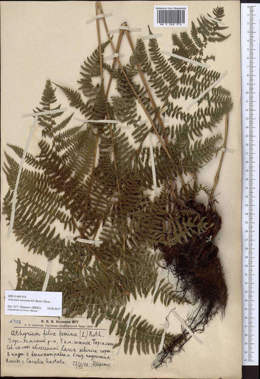 Athyrium monomachii (Kom.) Kom., Siberia, Altai & Sayany Mountains (S2) (Russia)