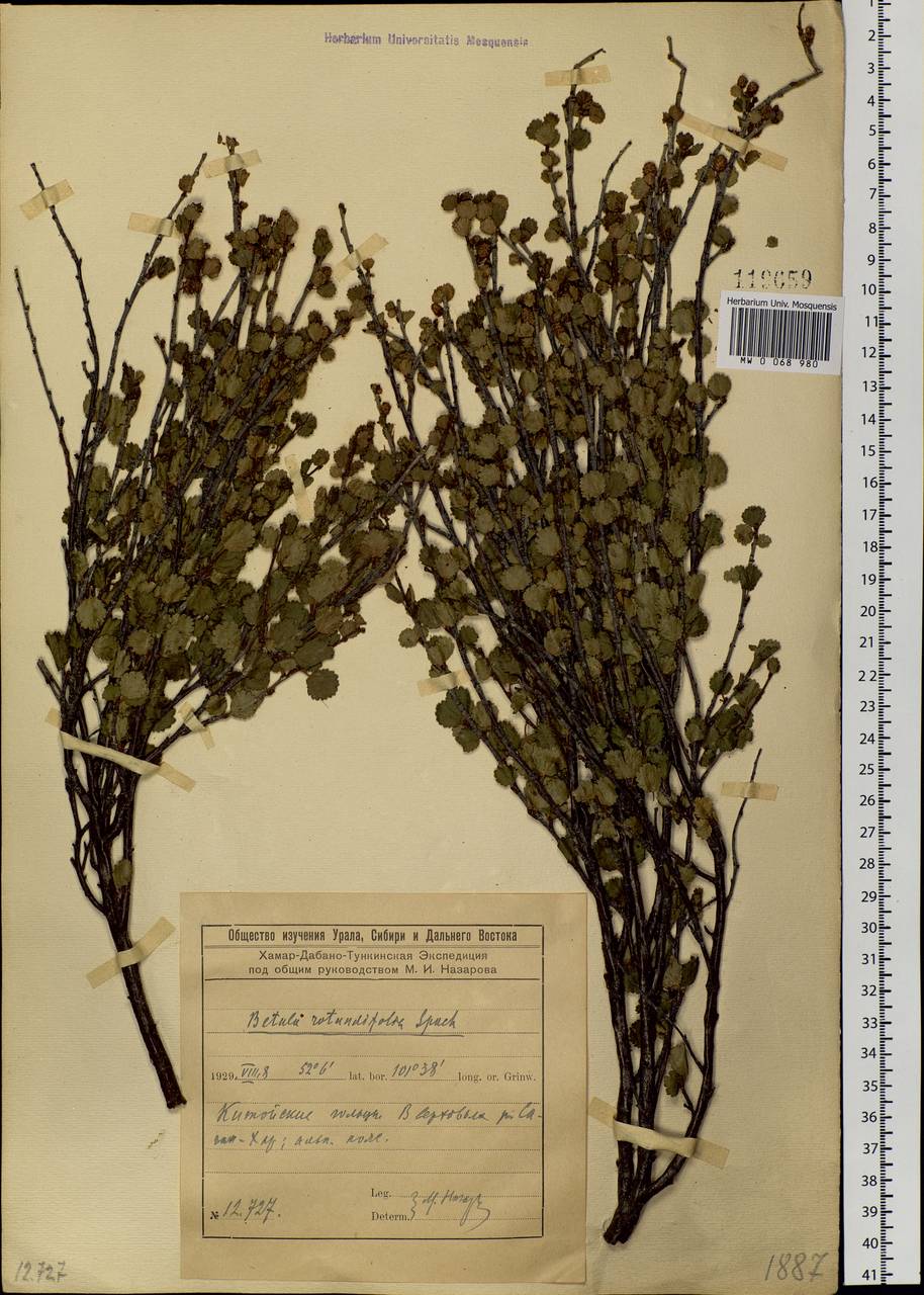 Betula glandulosa Michx., Siberia, Baikal & Transbaikal region (S4) (Russia)